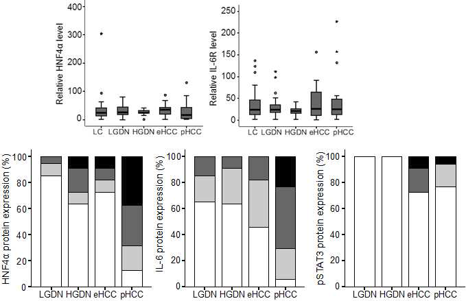 다단계 간암 발생과정에서 HNF4α, IL6R의 mRNA 발현량과, HNF4α, IL-6, pSTAT3의 단백질 발현량