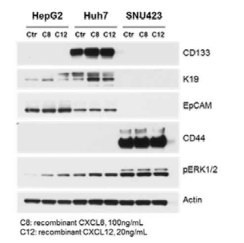 IL8 (CXCL8), CXCL12 treatment에 의해 간암세포주에서 암줄기세포 표지자 K19, CD133의 발현의 증가.