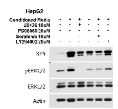 간암세포주 HepG2에서 conditioned media와 MEK, Raf, PI3K inhibitor를 treatment하여 K19의 발현을 비 교하여, K19의 발현이 MAPK-ERK1/2에 의존적임을 보임.
