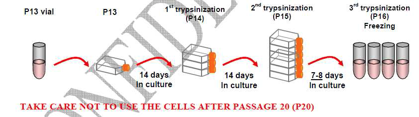 HepaRG 세포를 배양하여 cell stock을 구축하는 방법.