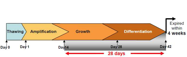 HepaRG 세포를 progenitor 세포에서 hepatocyte로 분화 시키는 방법