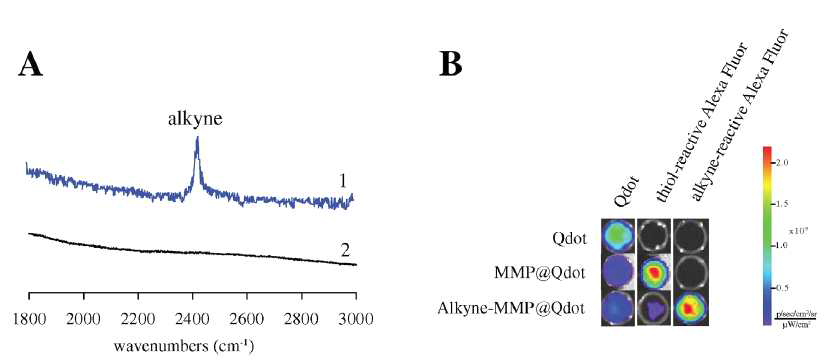 Alkyne-MMP@Qdot 특성화.