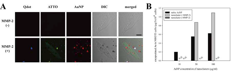 (A) NIH3T3 세포에 nanocluster를 처리한 후, Multi-photon CLSM으로 관찰한 이미지. 정확한 형광관찰을 위해 doxorubicin 대신 ATTO 형광염료를 사용 (스케일바=10μm). AuNP의 농도는 30μg/ml로 1.5시간동안 처리해 줌. (B)ICP-OES를 이용하여 세포내로 포접 된 Au를 정량.