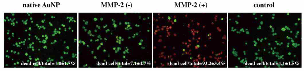 MMP-2 처리에 따른 Live/dead assay 결과.