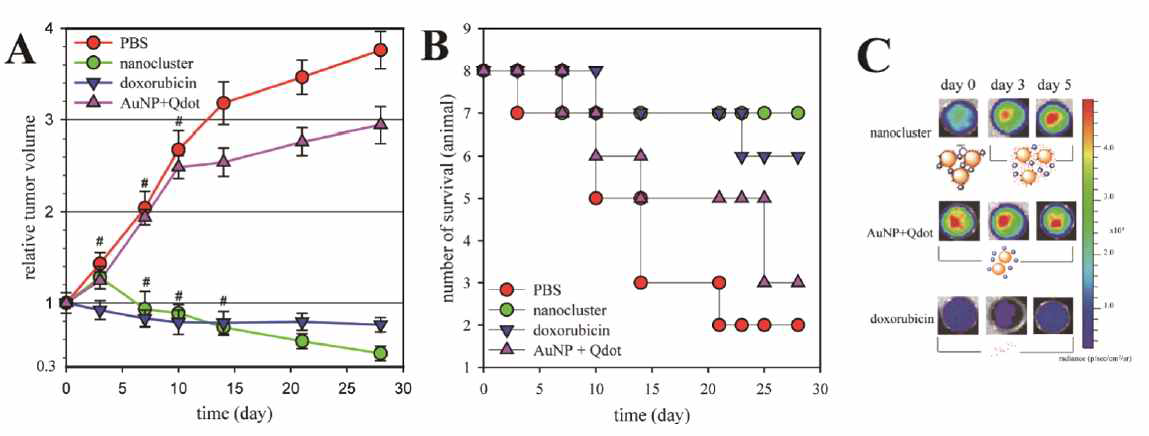 DOX nanocluster의 동물항암효과 확인.
