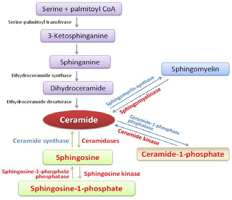 Sphingolipid 대사