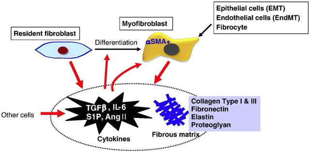 Myofibroblast 분화와 myofibroblast에 의한 extracellular matrix와 cytokine의 분비