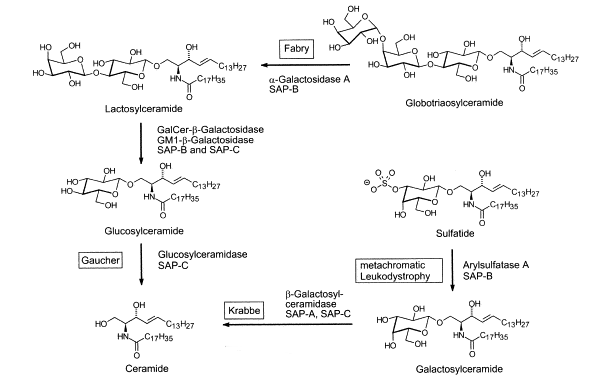 Sphingolipid의 분해과정.