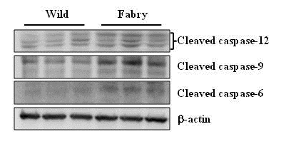 Fabry mouse kidney에서의 apoptosis 유발 확인