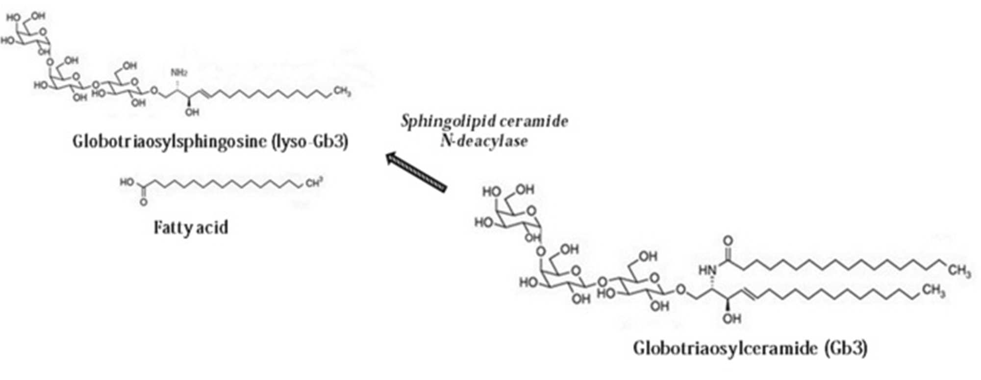 Sphingolipid ceramide N-deacylase에 의한 Gb3의 lyso-Gb3로의 대사과정