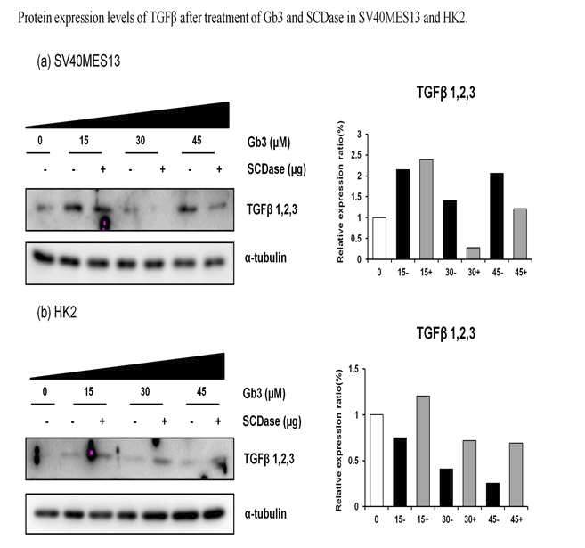 SV40MES13, HK2 cell에 Gb3와 SCDase를 처리한 후, TGF-β의 발현 분석