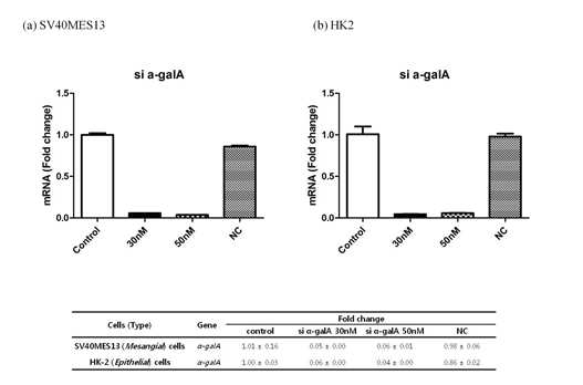 SV40MES13, HK2 cell에 α-gal A siRNA를 도입하여 발현시킨 후 α-gal A mRNA 발현을 확인함.