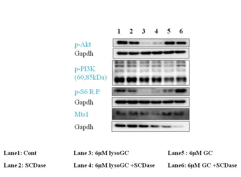 Glucocrebroside와 glucosylsphingosine에 의한 cell cycle 또는 cell proliferation에 관여하는 pathway molecule 들의 발현을 확인함.