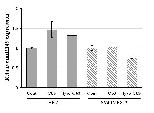 HK2 cell과 SV40 MES 13 cell에 대하여 Gb3와 lyso-Gb3를 처리한 후 miR149의 발현량을 확인함