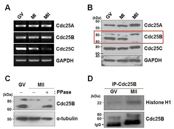 Cdc25B의 난자 내 발현 및 활성도 변화