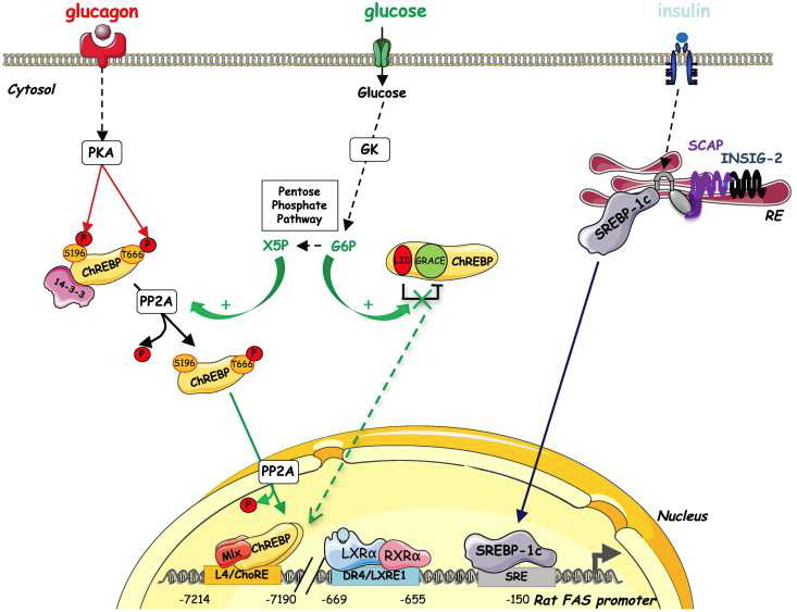 ChREBP, SREBP-1c와 LXR에 의한 지방대사 효소들의 발현조절