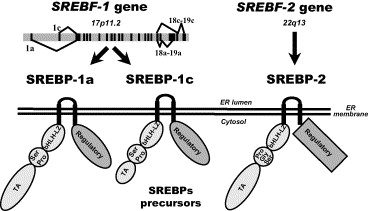 SREBP 유전자와 구조