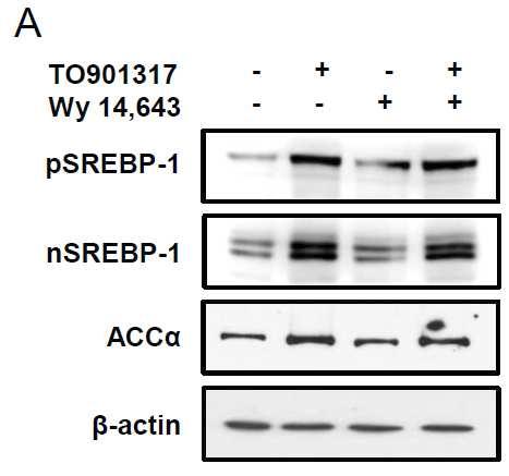 Wy14,643에 의한 SREBP-1c와 표적 유전자 발현 조절