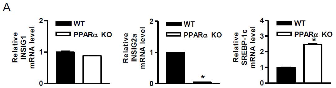 PPARα 유전자 결여 마우스에서 INSIG-1, 2, 와 SREBP-1c 유전자 발현 확인