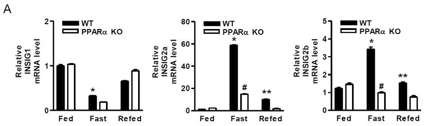식이와 금식상태의 정상 및 PPARα 유전자 결여 마우스에서의 INSIG2 유전자 발현 확인