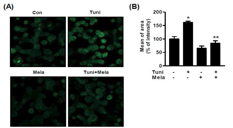 간세포에서 tunicamysin에 유도된 Ca2+ 분비를 melatonin이 억제함