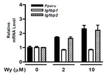 PPARα 활성물질인 Wy14,643에 의한 IGFBP2 유전자 발현도를 증가