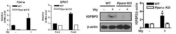 PPARα 유전자 결여 마우스에서 IGFBP2 유전자 발현 확인