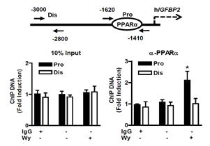 간세포에서 IGFBP2 promoter 특정 부위에 PPARα가 binding 함을 확인