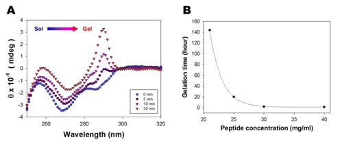 Sol-Gel 전이의 CD 분석(A) 및 펩타이드 농도에 따른 gelation 시간(B)