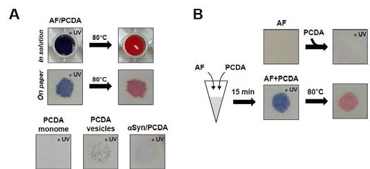 알파-시뉴클레인 아밀로이드와 PCDA를 이용한 비색성 종이센서 개발