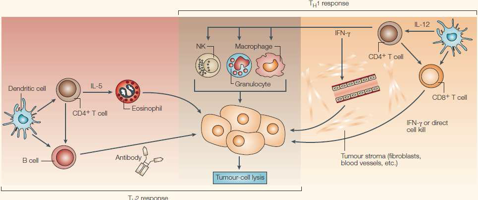 면역반응에 의한 항암 효과