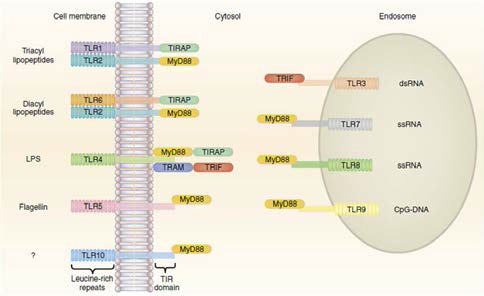 Human Toll-like receptors