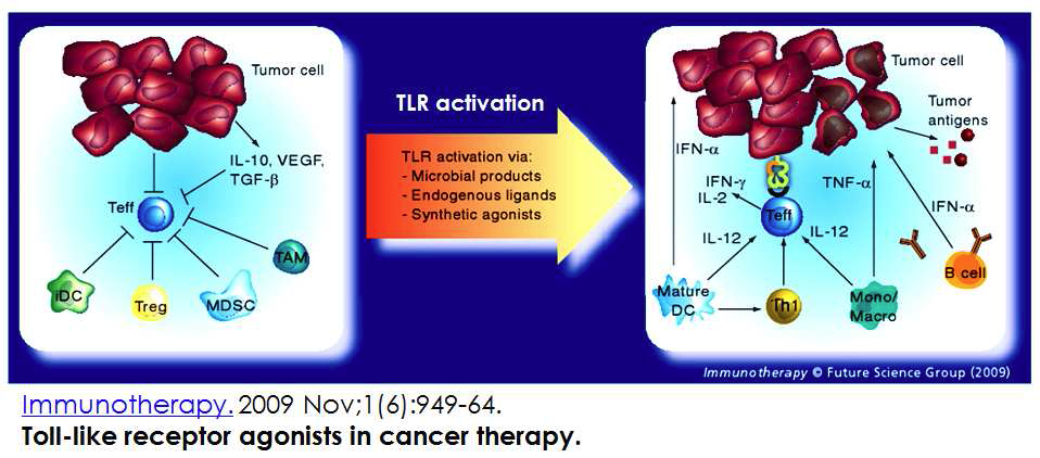 암치료에서 사용되는 TLR agonists