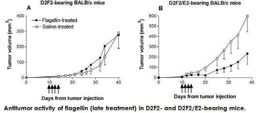 TLR5 리간드 flagellin의 anti-tumor activity