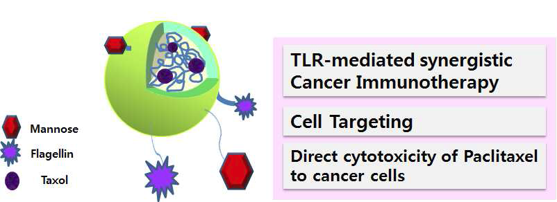 항원제시세포 표적 리간드와 TLR 리간드를 결합한 나노입자