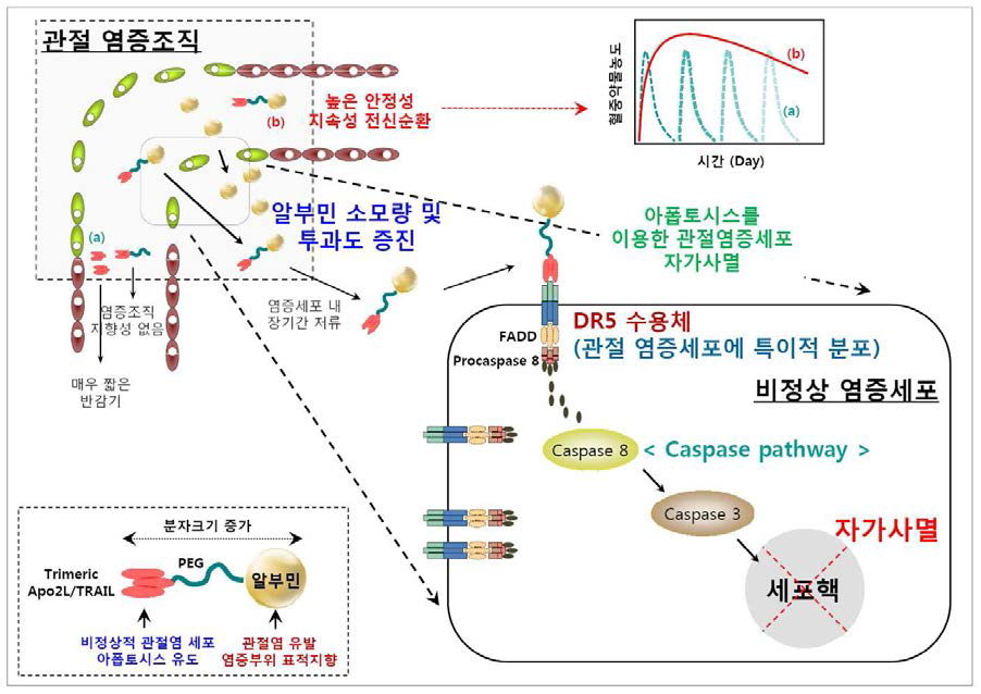 아폽토시스 유발 Apo2L/TRILA 류마티스 관절염 단밸질치료제의 체내 장기지속성과 관절염증 조직으로의 표적지향성의 개념과 두 가지 개념기술의 결합 제제 (Dual system)