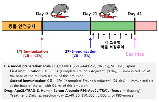 Collagen 유도 관절염 유발 마우스 모델 확립과 관절염 임상소견에 따른 스코어