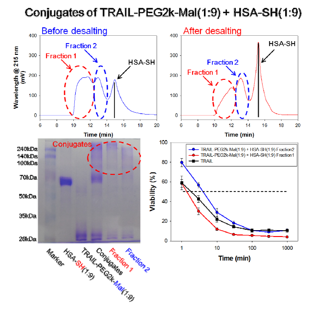 TRAIL-PEG2k-Maleimide(1:9)와 HSA-SH(1:9)를 이용한 알부민 접합체의 특성과 세포독성