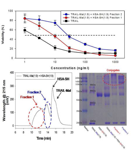 TRAIL-Maleimide와 HSA-SH의 세포독성과 SDS-Page