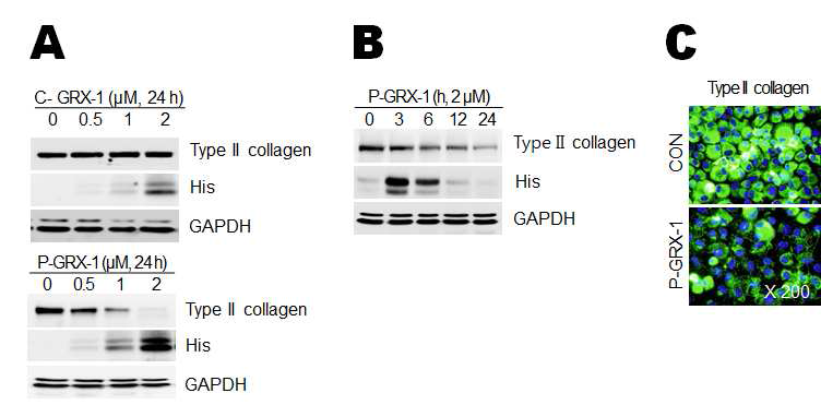 Control (C) Grx-1과 PEP(P)-Grx-1 단백질을 세포에 처리하여 연골세포 분화의 표지