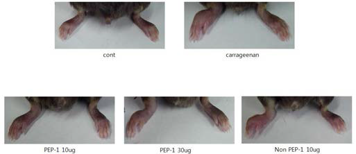 carrageenan에 의한 부종 유발 정도