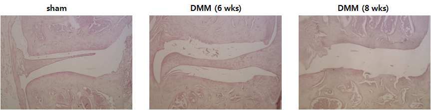 마우스 DMM 모델 - sham군과 DMM surgery후 6주, 8주 경과한 연골조직 H&E staining