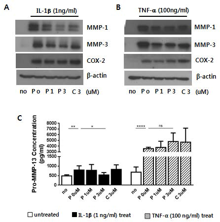 PEP-1-FK506BP의 연골세포에서 IL-1β- 또는 TNF-α-가 유도하는 MMP-1, -3, -13 단백질 발현에 대한 영향