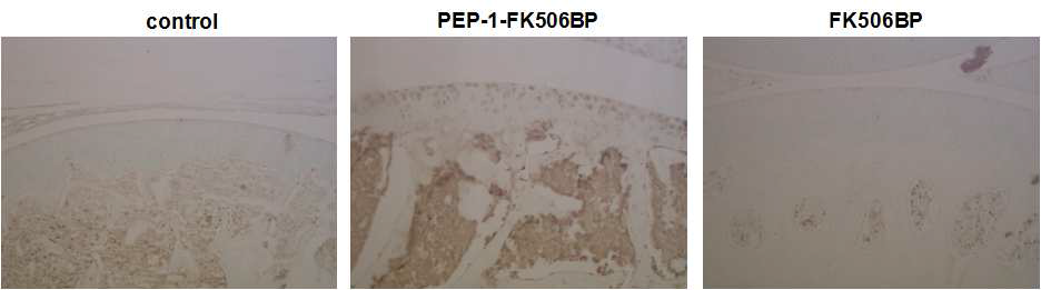 마우스 무릎 관절에 PEP-1-FK506BP를 intra-articular 투여후 24시간에 연골조직내 분포 확인