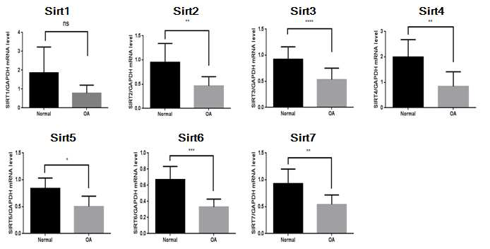 골관절염 환자 (OA)와 정상인의 연골조직에서의 Sirt 분자의 발현 차이 확인