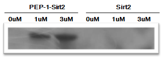 PEP-1-Sirt2와 Sirt2 단백질의 SW1353 세포로의 전달 확인