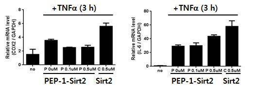 PEP-1-Sirt2와 Sirt2에 의한 TNF-α (3시간)가 유도하는 COX-2 및 IL-6 발현에 대한 영향