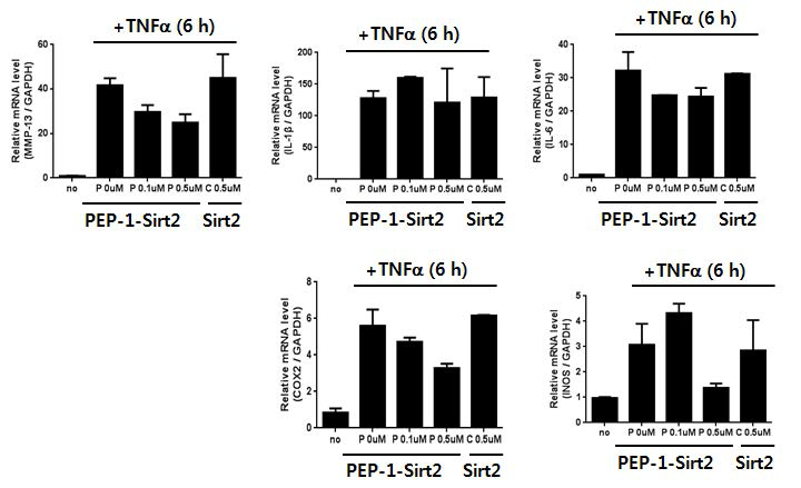 PEP-1-Sirt2와 Sirt2에 의한 TNF-α 처리후 6시간에 유도하는 COX-2 및 IL-6 발현에 대한 영향