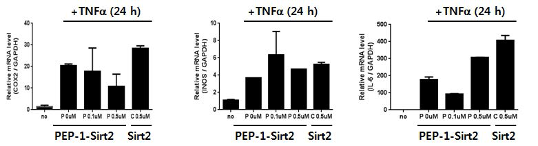 PEP-1-Sirt2와 Sirt2에 의한 TNF-α 처리후 24시간에 유도하는 COX-2 및 IL-6 발현에 대한 영향