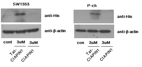 Tat-CIAPIN1와 CIAPIN1 단백질의 SW1353 세포와 사람 연골세포로의 전달 확인